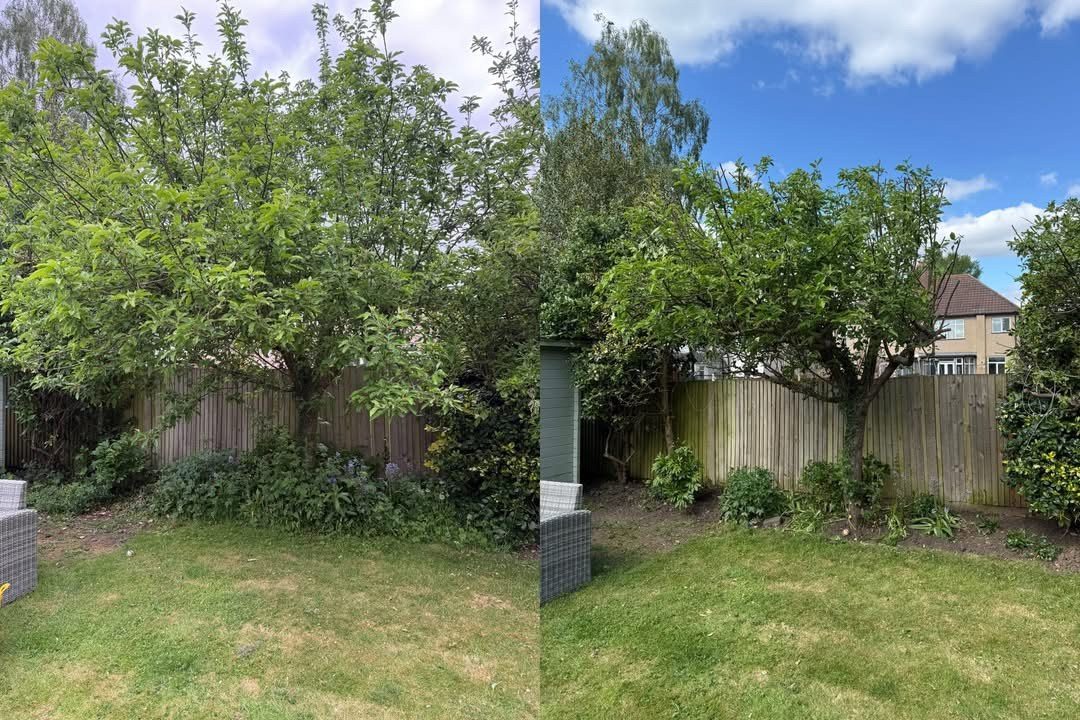 Overgrown shrubs cut back to open the garden up